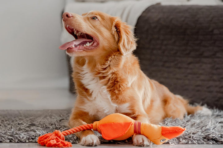 🧸 Toys & Playtime